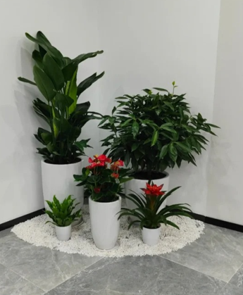 海曙绿植租摆市场-海曙花卉租赁价格-慈溪花卉租摆交易平台-江北花木租赁费用